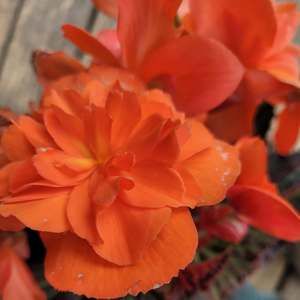 Meet your Posher, Deedee